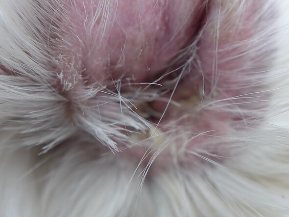 Eitrige Otitis externa bei einem Hund