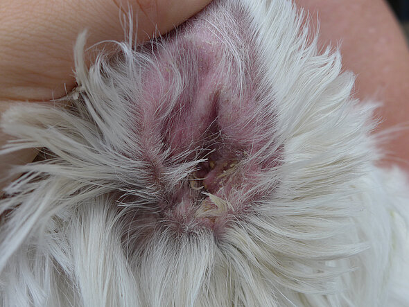 Eitrige Otitis externa bei einem Hund