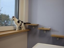 Dieses Bild zeigt Kletterbretter im Katzenbehandlungsraum. Sie sind so an der Wand angebracht, dass die Katze über sie auf das Fensterbrett gelangen kann.