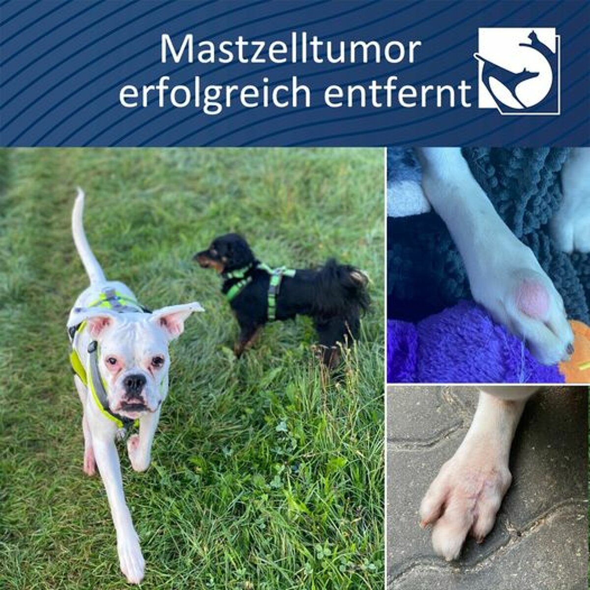 Mastzelltumor Hund Grad 1 Lebenserwartung Mastzelltumor an ungünstiger Stelle | Tierklinik Hofheim
