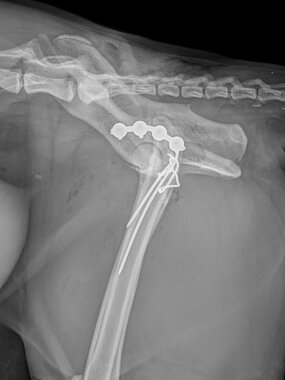 Acetabulumfraktur links, Katze, post OP