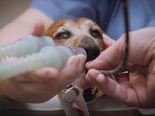 Dieses Bild ist im Endoskopieraum aufgenommen. Ein Hund in Narkose liegt auf dem Tisch. der Endoskopieschlauch wird durch die Maulöffnung vorgeschoben.
