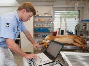EMG bei einem Hund