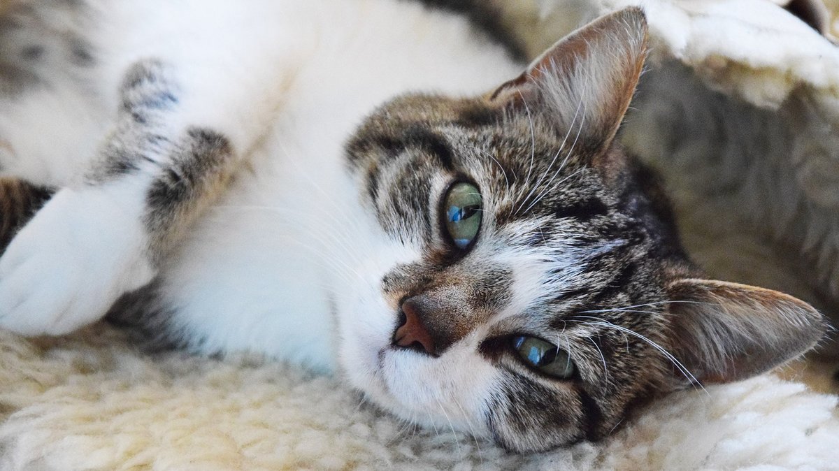 Dieses Bild zeigt eine weiß-getigerte Katze, die entspannt auf der Seite auf einer Decke liegt und in die Kamera schaut. 