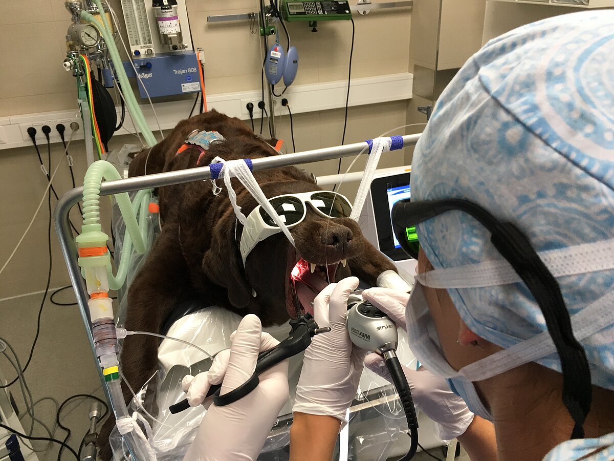 Laserassitierte OP am Kehlkopf eines Hundes. Laserassitierte OP am Kehlkopf eines Hundes.