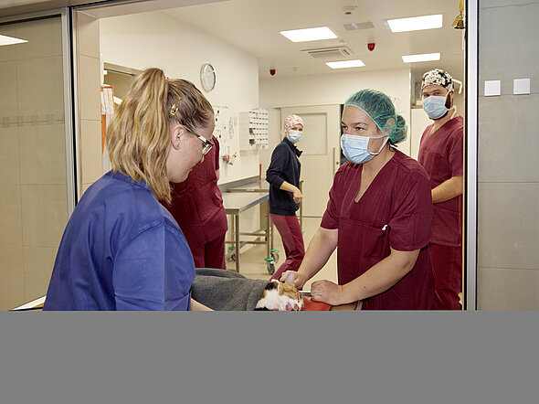 Geschafft. Die Katze wird nach der OP an das Aufwachteam übergeben