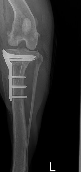 Versorgung mittels TPLO. ap-Aufnahme post OP
