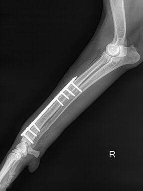 Distale Radius-Ulna-Querfraktur rechts, Hund, ll-Aufnahme post OP. 