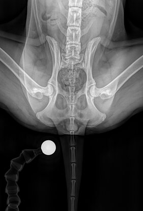 Hochgradige Hüftgelenksdyplasie bei einem Hund.