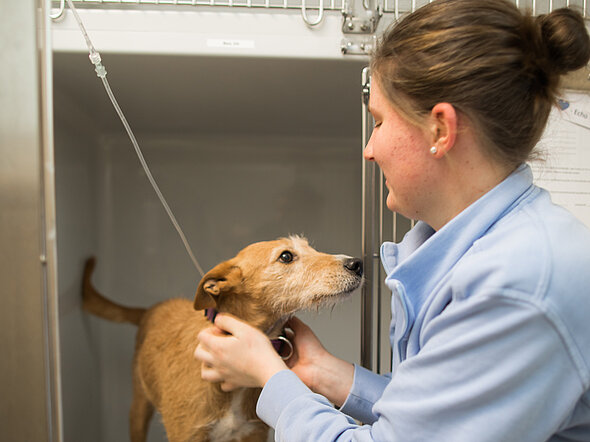 Dieses Bild zeigt eine Tiermedizinische Fachangestellte, die sich liebevoll um einen Hund kümmert, der auf unserer Station in einer Box ist. Zu sehen ist der Infusionsschlauch, durch den der Hund Flüssigkeit in die Vene erhält.