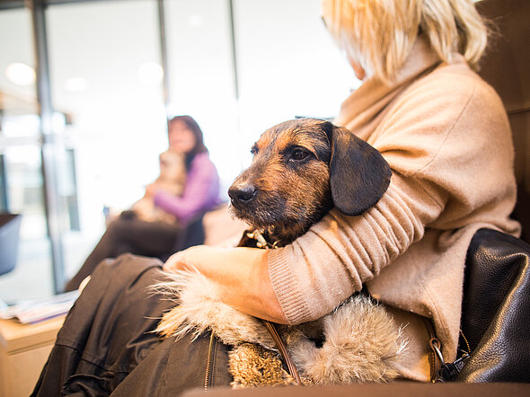 Dieses Bild zeigt einen Dackel, der entspannt auf dem Schoß seiner Besitzerin sitzt. Die beiden sind im Hundewartebereich und warten auf ihren Termin.