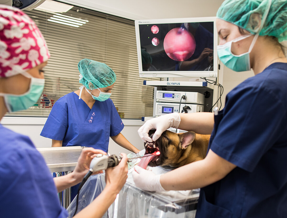 OP eines Patienten mit Brachycephalem Obstruktiven Syndrom OP eines Patienten mit Brachycephalem Obstruktiven Syndrom