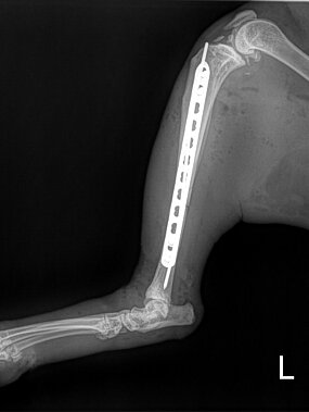 Tibiafraktur links, Katze. ll-Aufnahme post OP. 