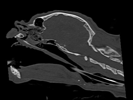 Computertomogramm des Kopfes einer brachycepahlen Katze. Befund: hgr. Brachycephalensyndrom, aufgrund der hgr. Schädelverkürzung kommt es zu verengten Nares und engen Nasenhöhlen. Auffällig ist der verengte ventrale Nasengang mit nach hinten fehlgewachsenen Nasenmuscheln. 