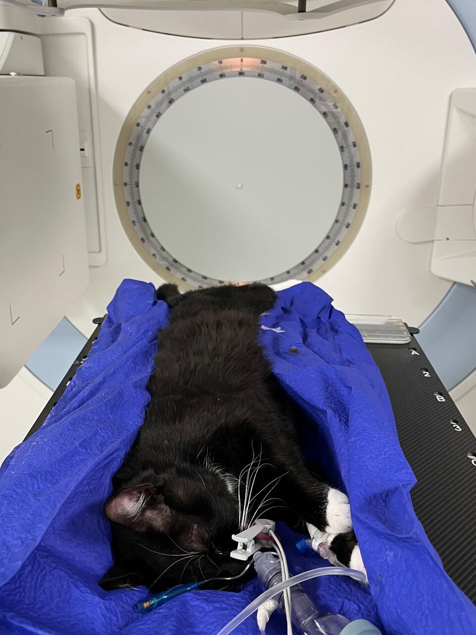 Hier sieht man eine schwarze Katze, die in einer blauen Matte in Narkose auf dem Tisch der Bestrahlungsanlage liegt.
