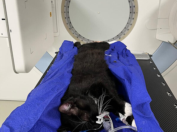 Hier sieht man eine schwarze Katze, die in einer blauen Matte in Narkose auf dem Tisch der Bestrahlungsanlage liegt.