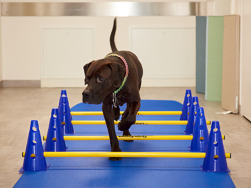 Dieses Bild zeigt einen braunen Labrador, der über eine Reihe aus vier kleinen Hindernissen läuft. Auf dem Boden liegt eine blaue Matte. Der Hund ist ganz entspannt und erfüllt seine Aufgabe konzentriert.