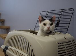 Dieses Bild zeigt eine Katze in einem Katzentransportkorb. Die Box ist aus Plastik und lässt sich von oben öffnen. 
