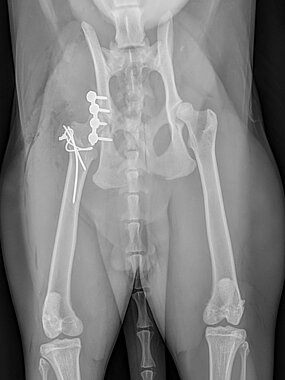 Acetabulumfraktur links, Katze, post OP