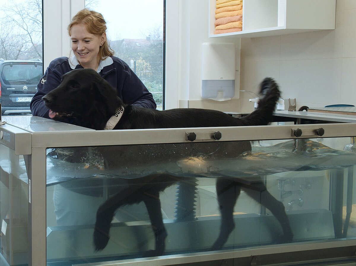 Leitsungshundetraining im Aquatrainer