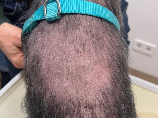 Dieses Bild zeigt den Rücken eines Yorkshire Terriers. Die Haare sind schütter und zum großen Teil ausgefallen. Dies ist typisch für das Cushing-Syndrom.