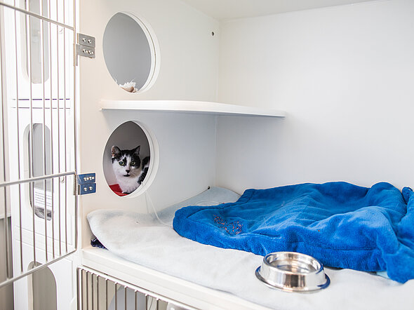 Hier sieht man eine Katze in einer speziellen Katzenbox. Diese hat einen Liegebereich, einen Rückzugsbereich und einen Toilettenschrank.