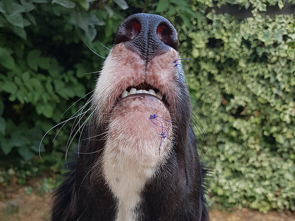 Juvenile Dermatitis bei einem Hund