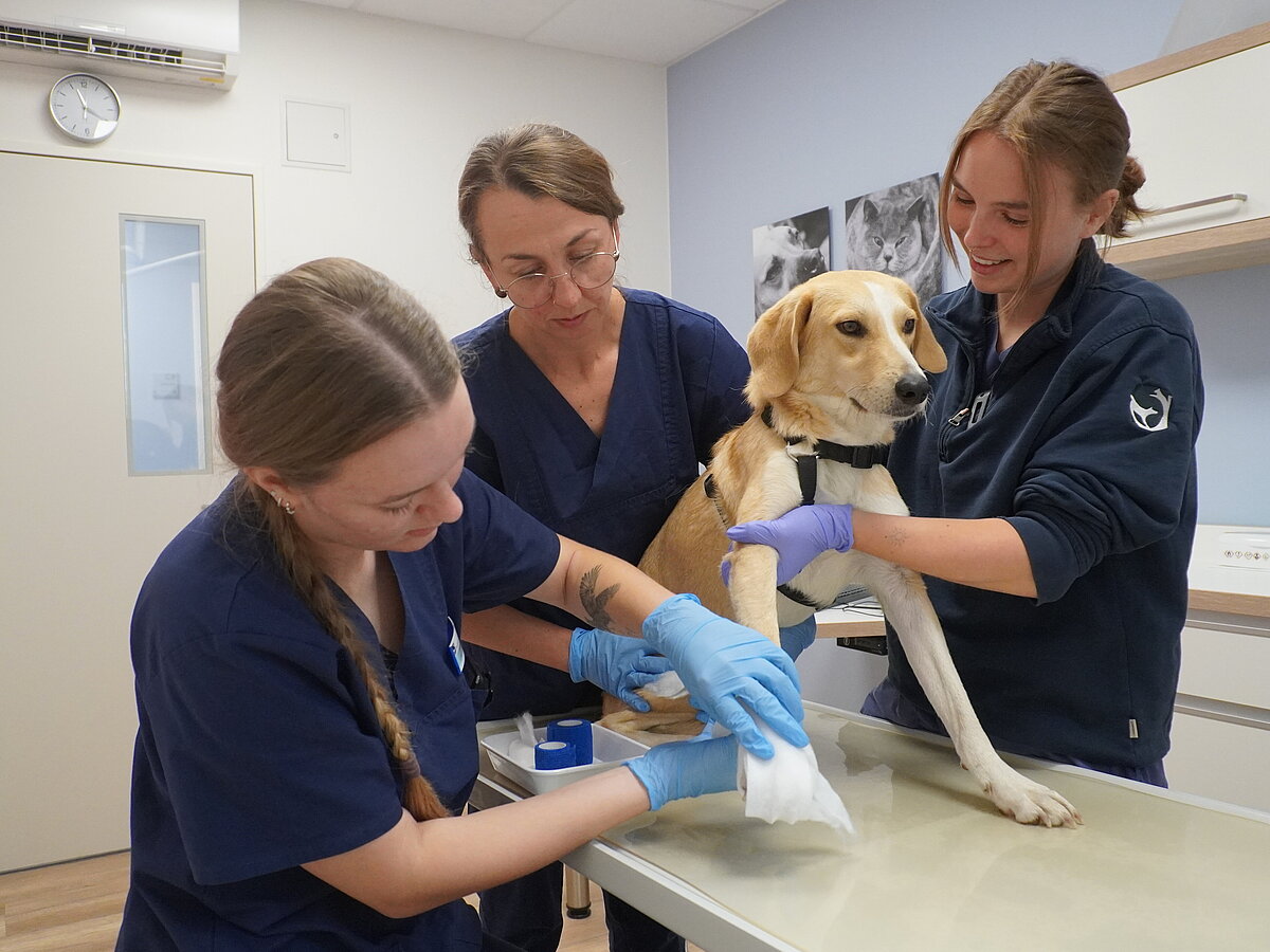 Zwei Azubis üben mit Ausbilderin Patricia Panter (Mitte), einen Verband anzulegen. Fred, ein Hund einer unserer TFA, macht geduldig mit.