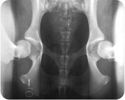 Röntgenbild: Penn Hip-Methode 