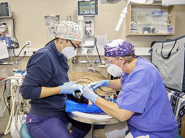 Im Zahnbehandlungsraum