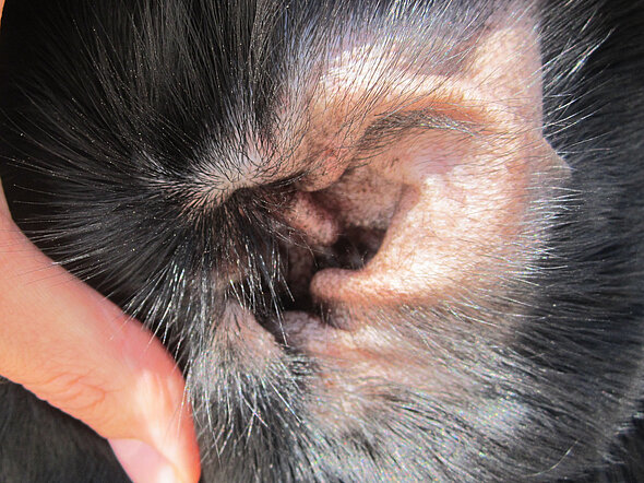 Otitis - auch durch eine Malassezieninfektion