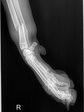 Distale Radius-Ulna-Querfraktur rechts, Hund, ll-Aufnahme prä OP. 