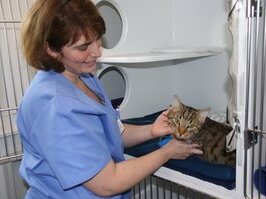 Dieses Bild zeigt eine Tiermedizinische Fachangestellte, die an einer Katzenbox auf unserer Station steht. In der Box ist eine Katze, die entspannt in die Kamera schaut. Die Box hat Rückzugsmöglichkeiten und eine Toilettenbox. chkeit und Toilettenbox.