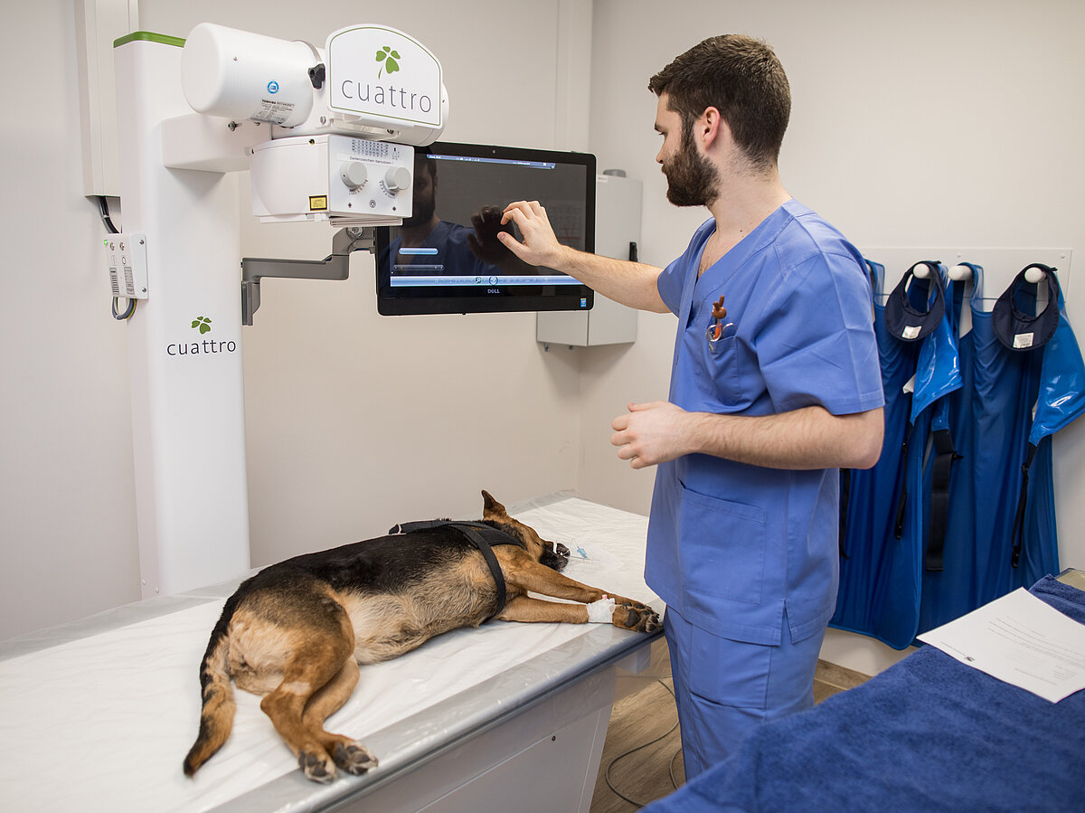 Hier lagert ein Tiermedizinischer Fachangestellter einen Hund für eine Röntgenaufnahme auf dem Tisch unter der Röntgenröhre.