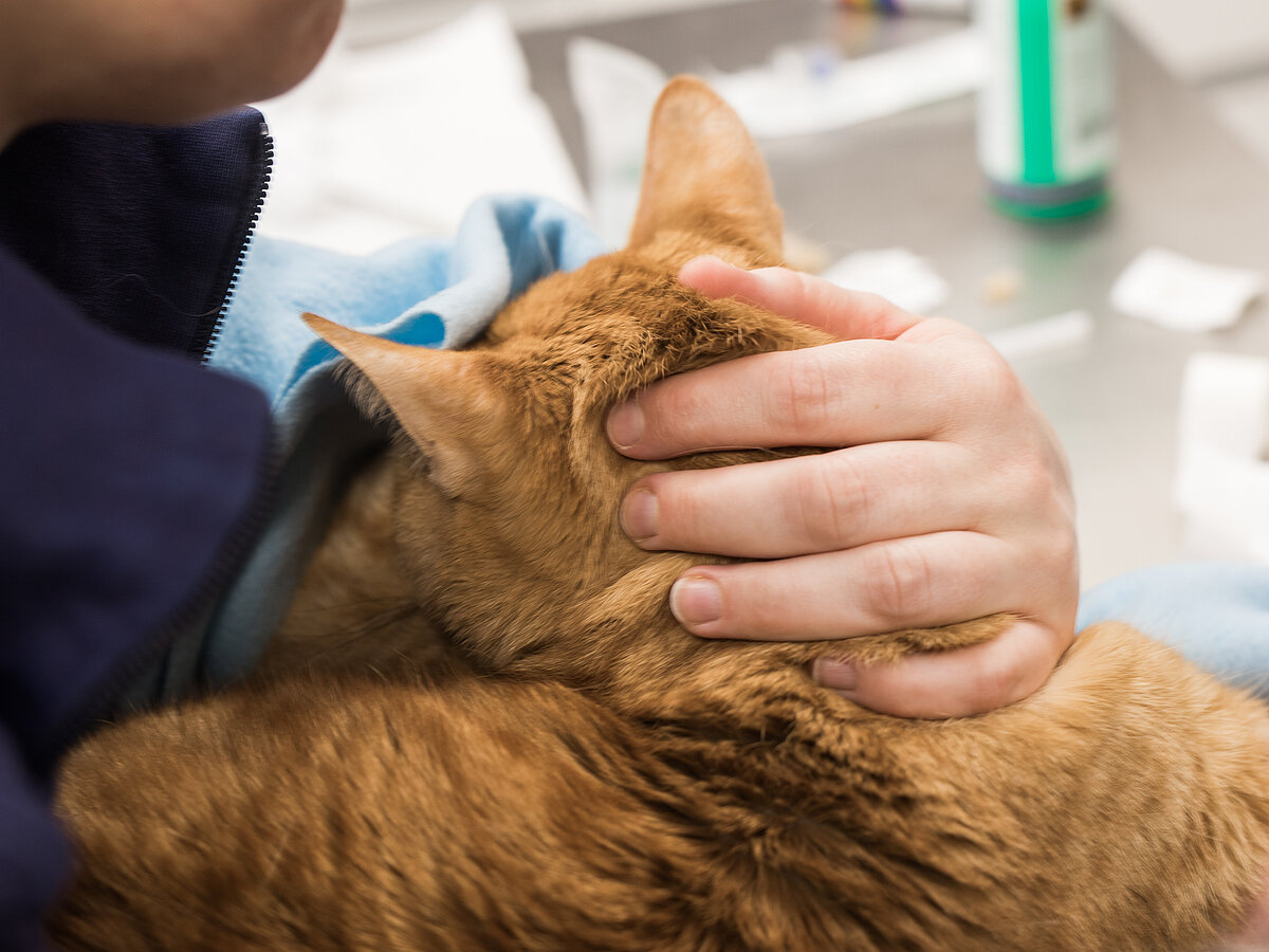 Dieses Bild zeigt einen rote Katze, die von einer Mitarbeiterin gehalten wird. Die Hand liegt schützend auf dem Kopf der Katze, die Katze vergräbt ihren Kopf in der Jacke der Person.