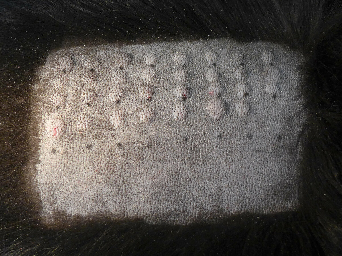 Hautbiopsie Katze Kosten