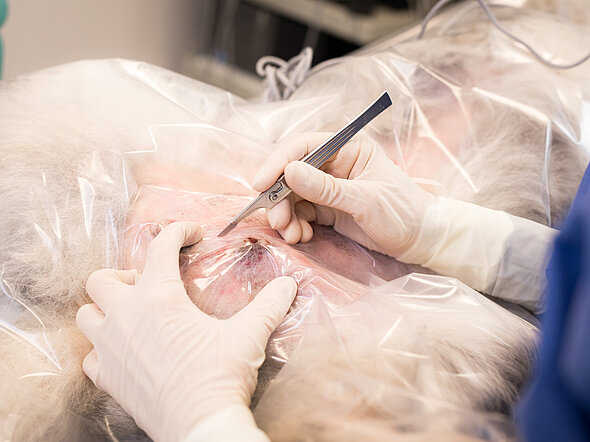 Der Tumor wird entfernt