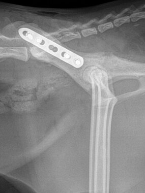 Iliumfraktur links, Katze, post OP