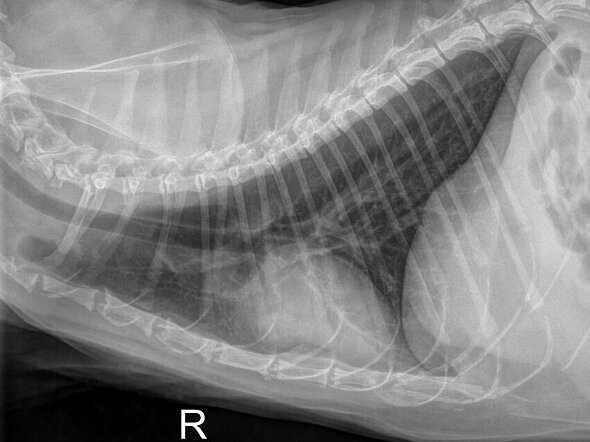 Dieses Röntgenbild zeigt den Brustkorb einer Katze. Die Veränderungen deuten auf eine chronische Bronchialerkrankung des Tieres hin. 