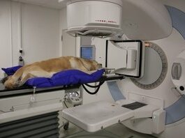 Labrador während einer Bestrahlungstherapie