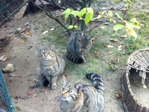 Wildkatzennachwuchs im Opelzoo Kronberg