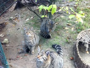 Dieses Bild zeigt drei junge Wildkatzen im Opelzoo vor ihrer Auswilderung. 