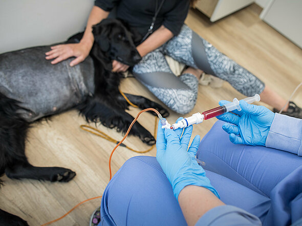 Ganz entspannt in Frauchens Armen während der Chemo