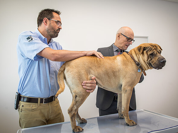 Hier lokalisiert Dr. Rupp bei einem Hund durch Abtasten die Schmerzpunkte am Rücken.