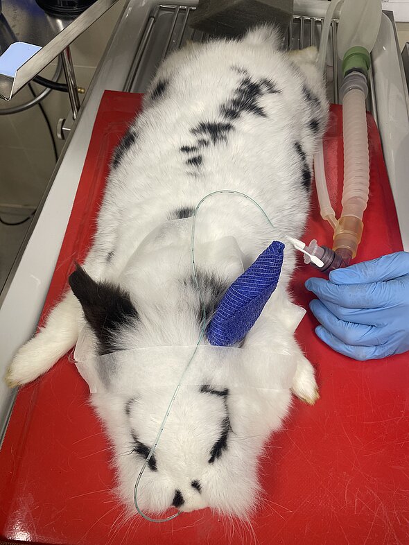 Die Intubation ist über eine Nasensonde erfolgt