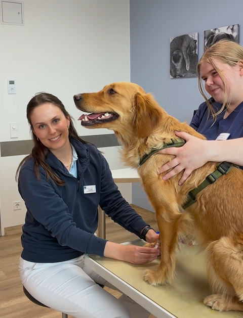 Auf diesem Bild sitzt ein blonder Hund auf einem Untersuchungstisch und bekommt von einer Tierärztin Blut abgenommen. Eine TFA hält den Hund sanft fest.