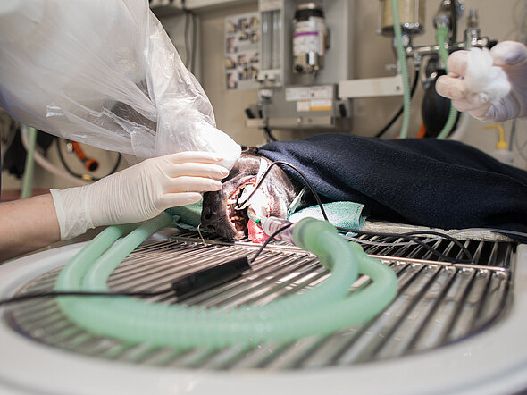 Dieses Bild zeigt, wie eine Detailaufnahme mit einem dentalen Röntgengerät durchgeführt wird