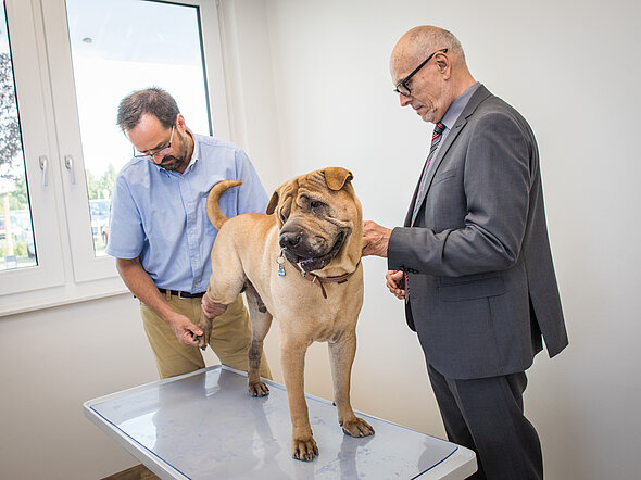 Hier steht ein großer, heller Hund auf einem Untersuchungstisch und wird von seinem Besitzer gehalten. Dr. Rupp führt eine neurologische Untersuchung durch.