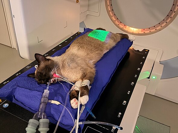 In diesem Bild sieht man dieselbe Katze wie auf dem Bild davor. Nun ist das Feld am Hinterleib der Katze, das bestrahlt werden soll, grün ausgeleuchtet. In diesem Bereich liegen die harnableitenden Organe.