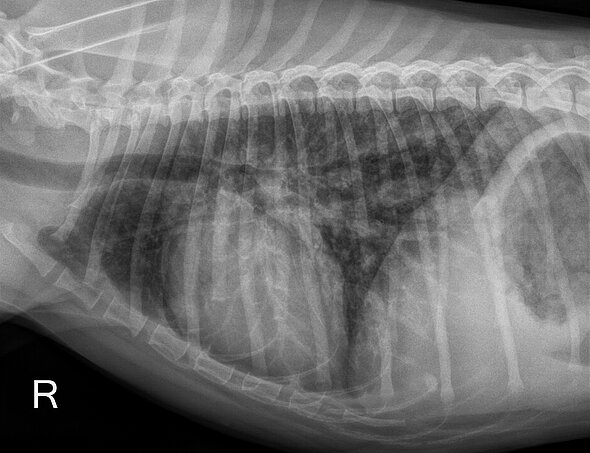 Abbildung 5: Laterolaterales (seitliches) Röntgenbild eines Hundes mit Herzwürmern, der mit Husten vorgestellt wird. Eine Therapie erfolgte bis dahin nur mit einem Spot-on Präparat. Auffällig ist die deutlich veränderte Lungenzeichnung, die das gesamte Lungengewebe, aber besonders die Bereiche um die Gefäße betrifft.